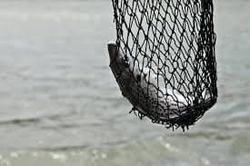 Purse Seine Nets