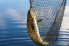 Cast Net Series